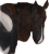 Horse Picture
