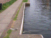 Horse Ramp